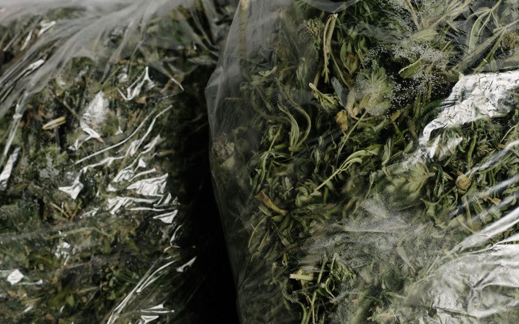 trim run, extraction, cannabis concentrate, marijuana concentrate